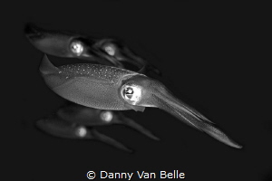 Squid in formation by Danny Van Belle 